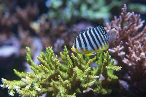 Lebensraum «Korallenriff» im Zoo Basel komplettiert